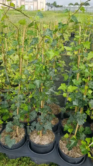 Lierre 'Hibernica' (Hedera helix) — plantes grimpantes en pots de pépinière avec tuteurs · Pot 3L