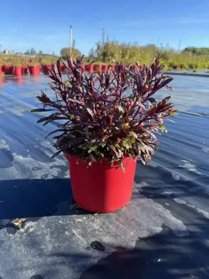 Gaura 'Dark pink' — Pot 4L