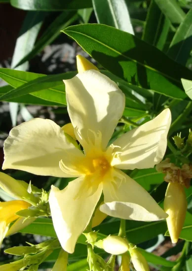 Laurier rose 'Marie Gambetta'