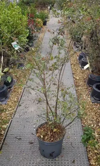 Abelia à grandes fleurs (Abélia grandiflora) — arbuste élancé en pot sur allée de pépinière · Pot 8L