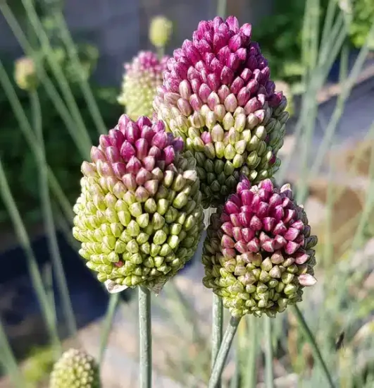 Ail à tête ronde ' '