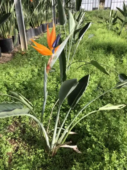 Oiseau de Paradis (Strelitzia reginae) — plante exotique à grandes feuilles et fleur orange · Pot 3L