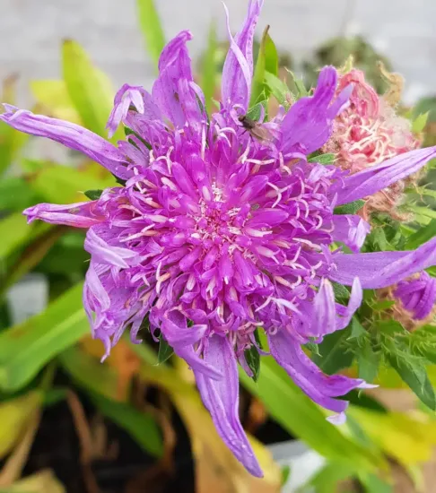 Bleuet d'amérique 'Blue star'