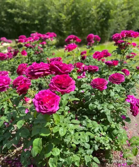 Rosier 'Purple voluptia'