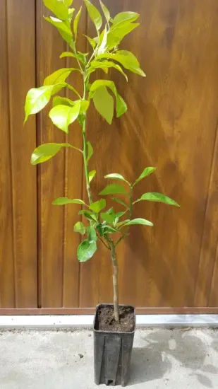 Pomelos 'Rose'