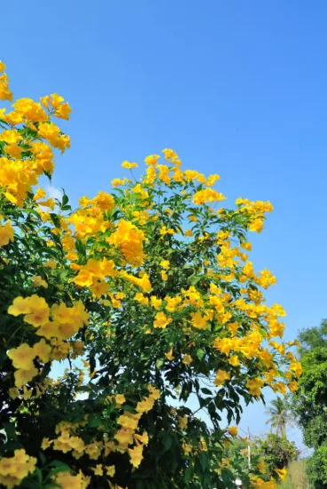 Bignone 'Gold trumpet creeper'