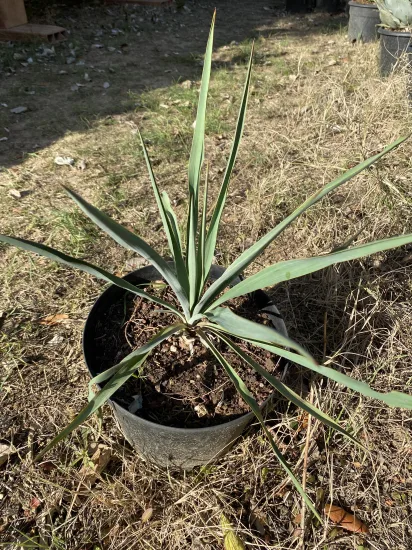 Yucca  pallida — Pot 2L