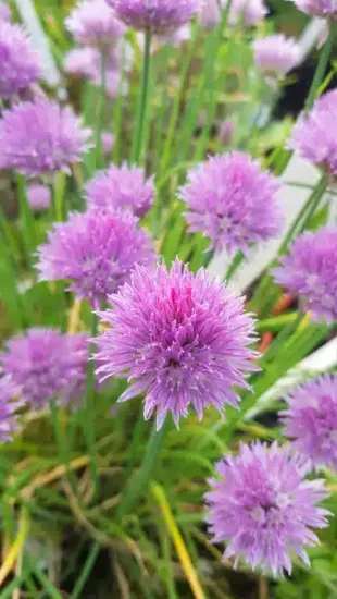 Ciboulette