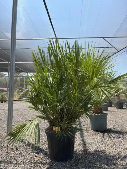 Palmier nain (Chamaerops humilis) — grand plant à feuilles palmées en pot noir · Pot 25L