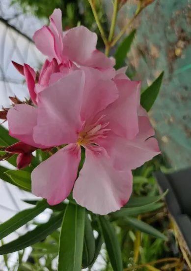 Laurier rose 'Louis Pouget'