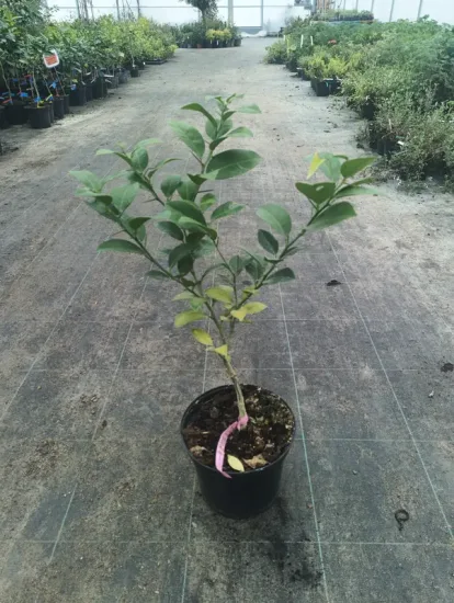 Lime 'Karna kattha' — Pot 5L Touffe