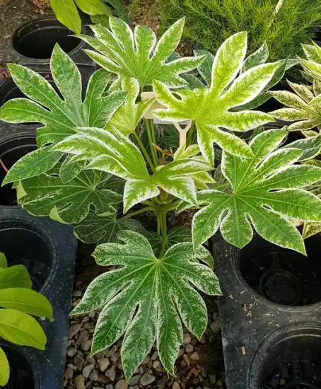Aralia du japon 'Spider's web' (Fatsia japonica) — jeune arbuste à larges feuilles panachées en pot · Pot 3L