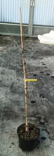 Cyprès chauve (Taxodium distichum) — jeune plant noué à un tuteur sur bâche · Pot 6L Baliveau
