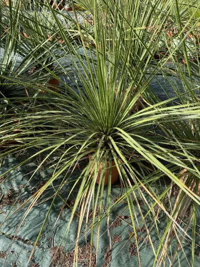 Dasylirion  leiophyllum — Pot 20-30  L Hauteur 1…