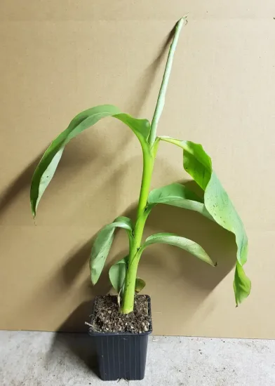 Bananier du Japon (Musa) — jeune plant vert en motte de terre · Godet