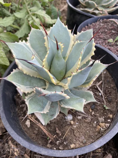 Agave 'Bluewinds' (Agave potatorum) — Pot 5L