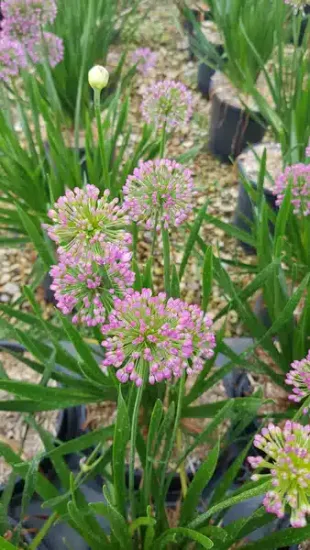 Ail