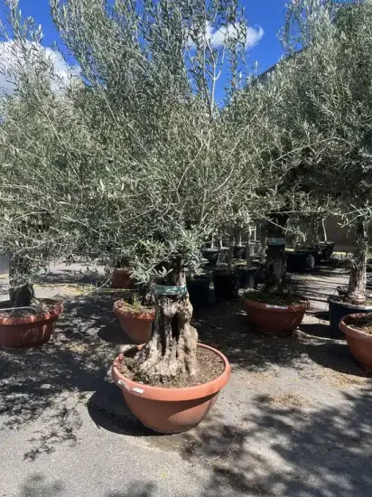 Olivier d'europe — Pot 250L