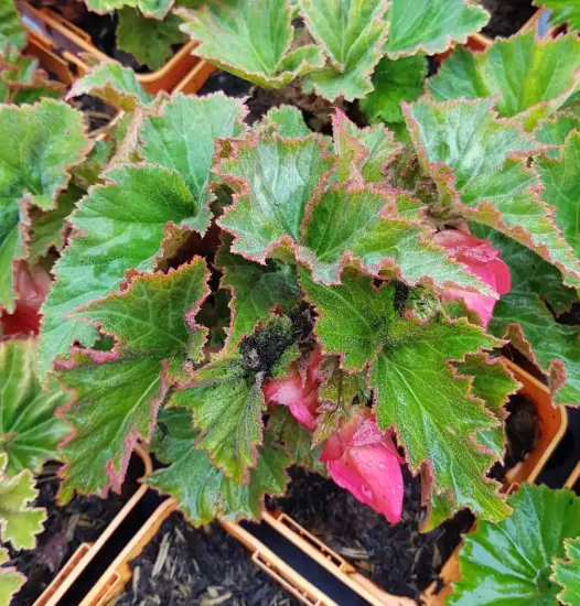 Bégonia parfumée 'Pink delight'