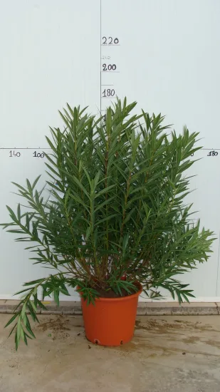 Laurier rose 'Rosanie' — Pot 50L