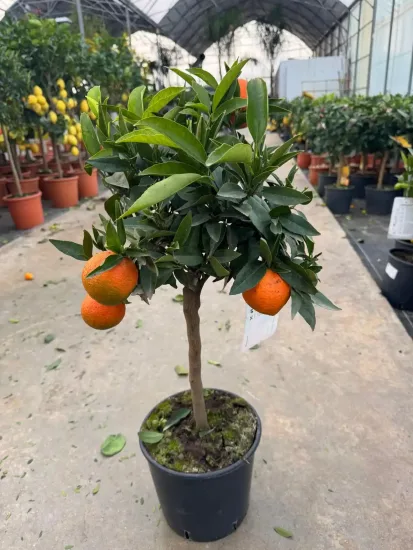 Clémentinier — Pot 5L Tige