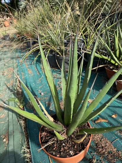 Agave du chihuahua (Agave lechuguilla) — grand plant succulent aux feuilles étroites en pot · Pot 2.5L