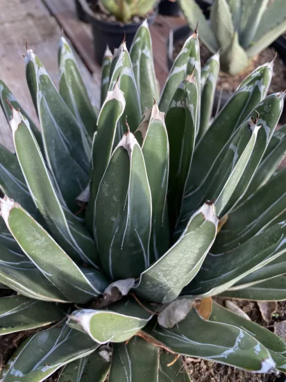 Agave victoria reginae — Pot 10L
