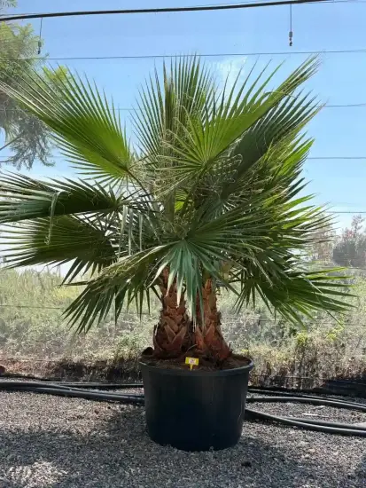 Palmier du Mexique, Palmier de Washington (Washingtonia robusta) — grand sujet à deux troncs en grand pot · Pot 160L