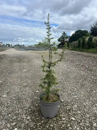 Cèdre de l'atlas — Pot 3L