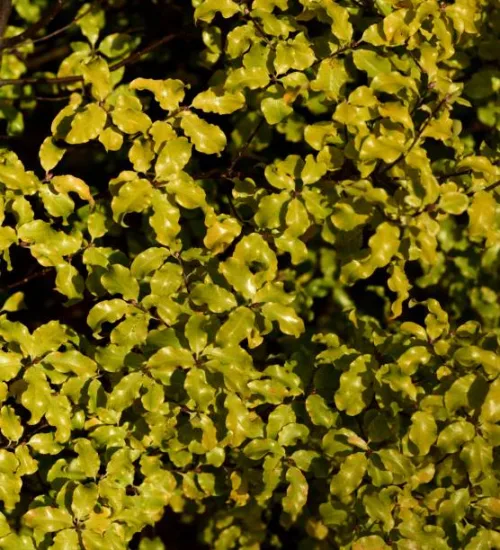 Pittospore 'Abbotsbury gold'