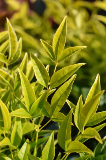 Bambou sacré 'Lemon and lime'