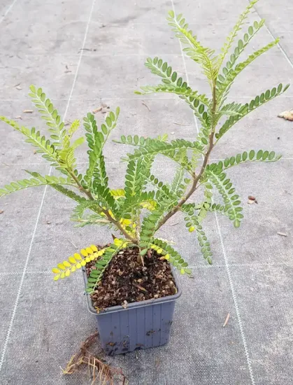 Sophora nain 'Dragon's gold' (Sophora microphylla) — Godet
