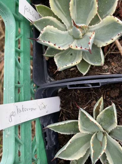Agave 'Kissho kan' (Agave potatorum) — Pot 1L