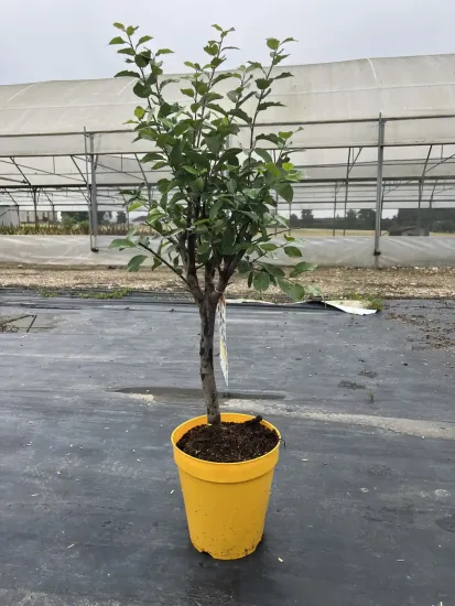 Prunier nain — Pot 5L
