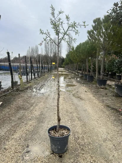 Amandier 'Texas' — Pot 12L 1/2 tige