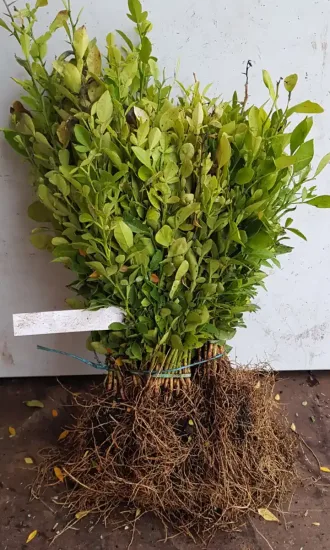 Citrumelo sacaton 'Sacaton' (Citrus paradisi × Poncirus trifoliata) — bouquet de jeunes plants racines nues ficelés · Racine nue