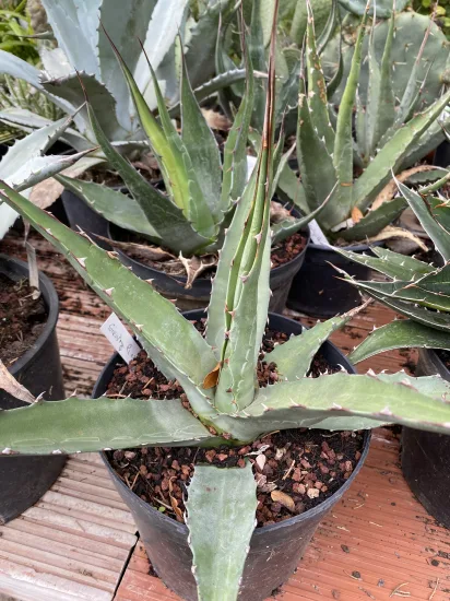 Agave 'La escondida' (Agave gentryi) — Pot 5L