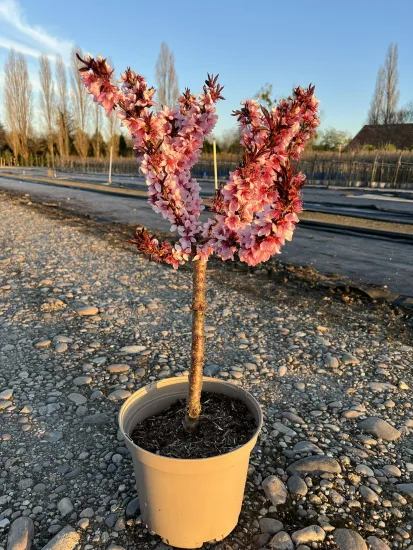 Pêcher 'Crimson' — Pot 10L Tige