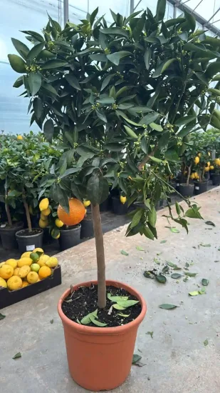 Clémentinier — Pot 20L Tige