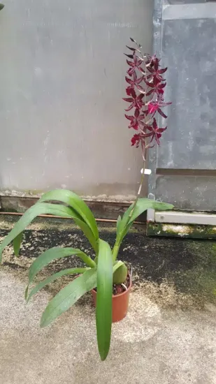 orchidée 'Masai red' (Colmara) — plante en pot avec longue hampe de fleurs rouges · Pot 1.5L