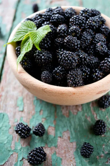 Ronce commune 'Fruits noirs reuben'