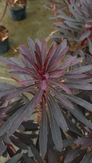 Euphorbe 'Miners merlot'