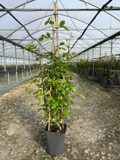 Rosier 'Volare ' — Pot 5L