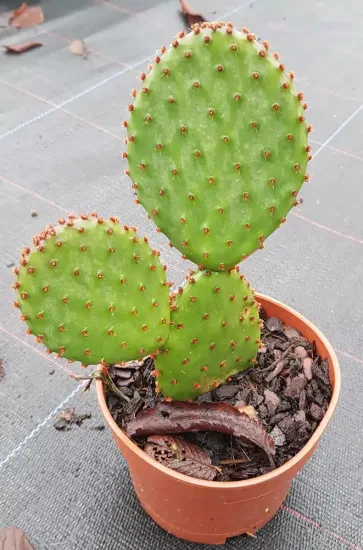 Oponce lubrifiée (Opuntia lubrica) — cactus à raquettes vertes aux aréoles brunes · Godet