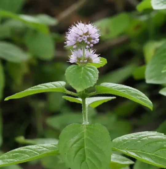 Menthe aquatique