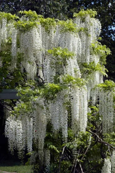 Glycine 'Snow showers'