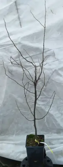 Cognassier d'angers 'Angers' (Cydonia oblonga) — jeune arbre défeuillé en pot de culture · Pot 2L Baliveau