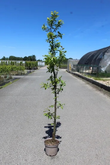 Poirier 'moscou' 'Moscou' — Pot 10L