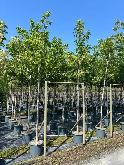 Érable à feuilles de frêne (Acer negundo) — alignement de jeunes arbres tuteurés en pépinière · Pot 30L Tige 10/12