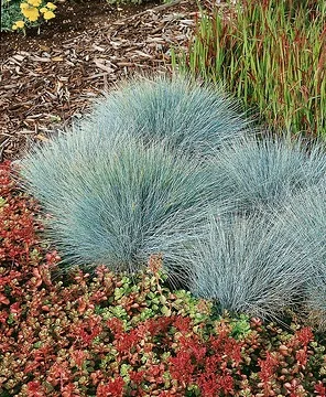 Fétuque bleue 'Intense blue' (Festuca glauca) — photo 2